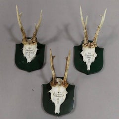 Six Great Black Forest Deer Trophies from Palace Salem