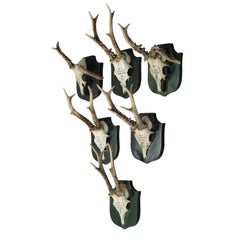 Six Great Black Forest Deer Trophies from Palace Salem