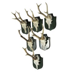 Six Great Black Forest Deer Trophies from Palace Salem