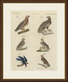 Sechs Falken und Bussarde, Raubvögel, antiker Bertuch-Stich, um 1805