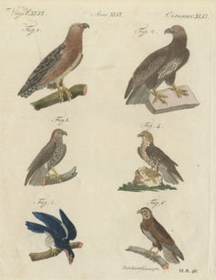 Sechs Falken und Bussarde, Raubvögel, antiker Bertuch-Stich, um 1805