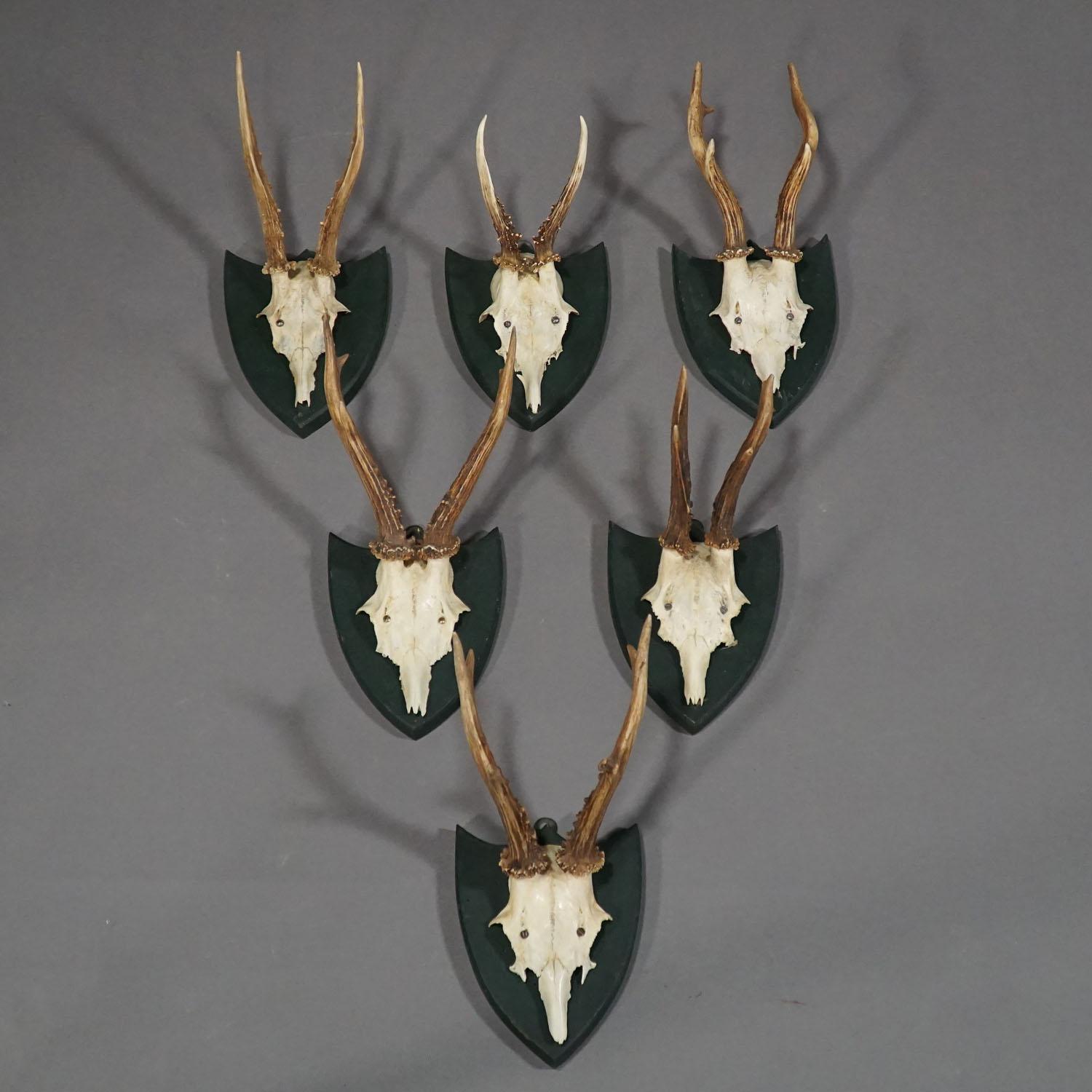 A set of six antique black forest deer trophies on wooden plaques. Remaining from the stately home of palace Salem in south Germany. All trophies were shot by members of the family of margrave Maximillian of Baden. Paper lables on the back with