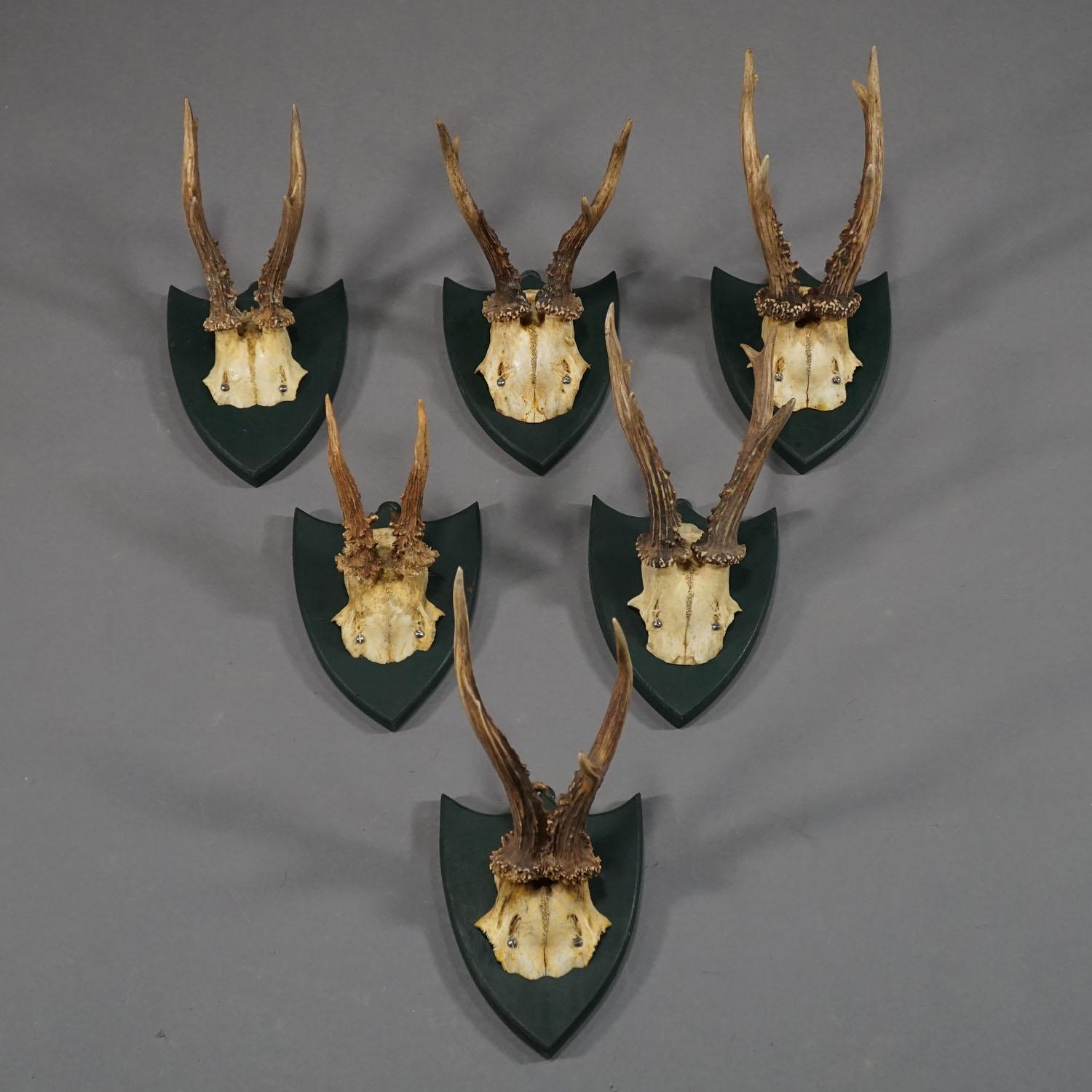 A set of six antique Black Forest deer trophies on wooden plaques. Remaining from the stately home of palace Salem in south Germany. All trophies were shot by members of the family of margrave Maximilian of Baden. Paper lables on the back with