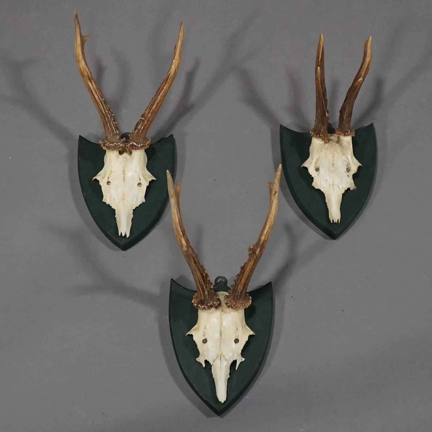 Rustic Six Large Antique Deer Trophies on Wooden Carved Plaques, circa 1860