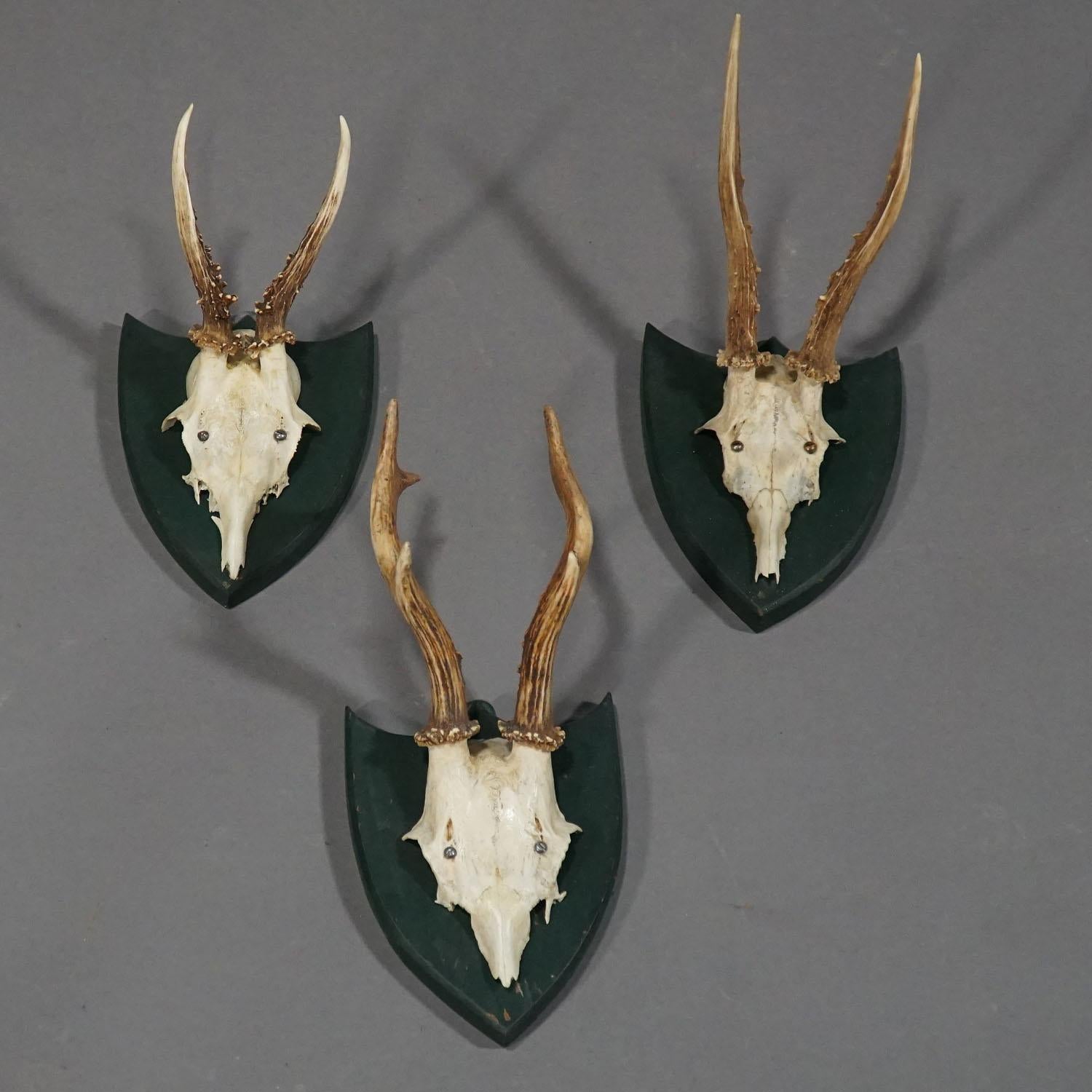 German Six Large Antique Deer Trophies on Wooden Carved Plaques, circa 1860