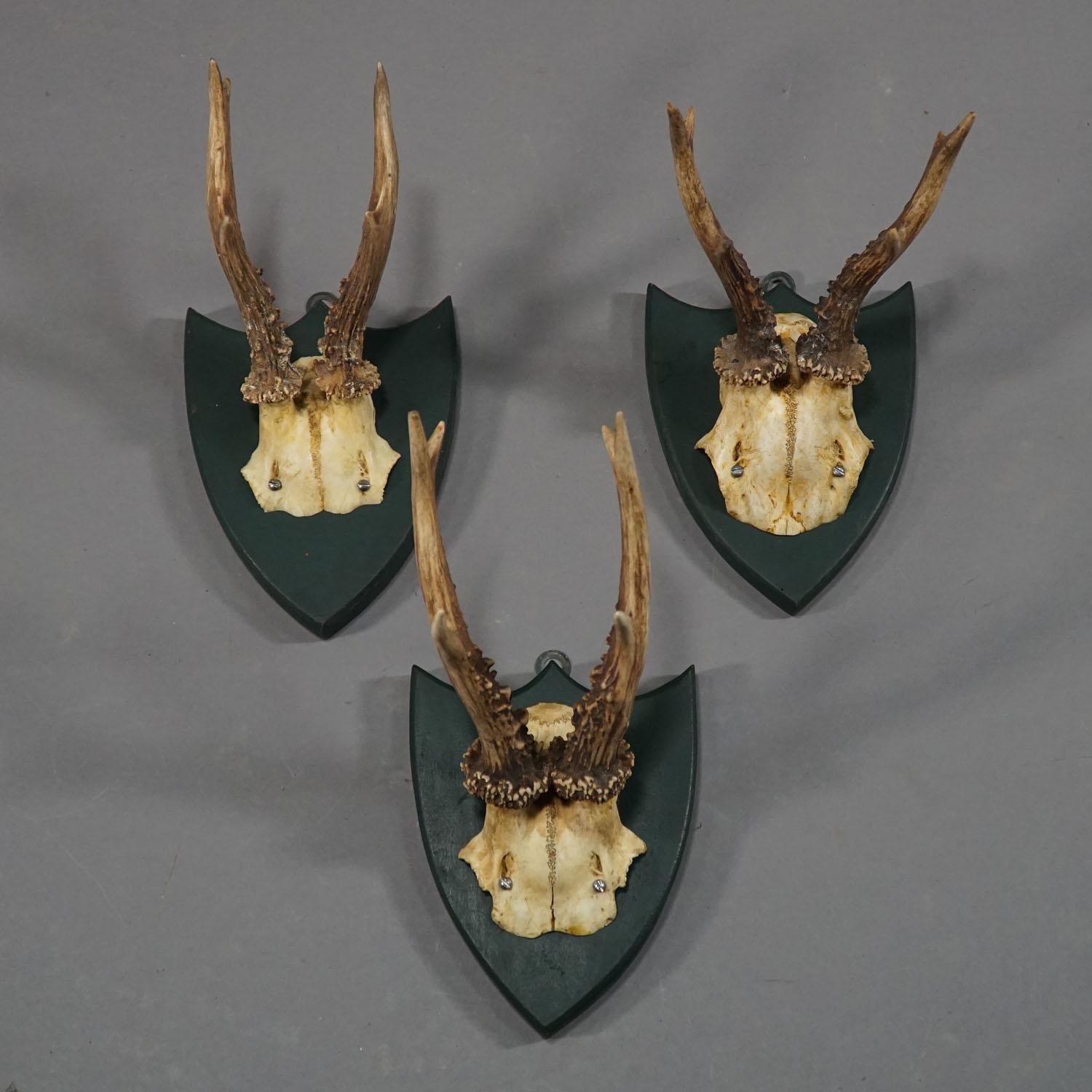 German Six Large Antique Deer Trophies on Wooden Carved Plaques, circa 1860