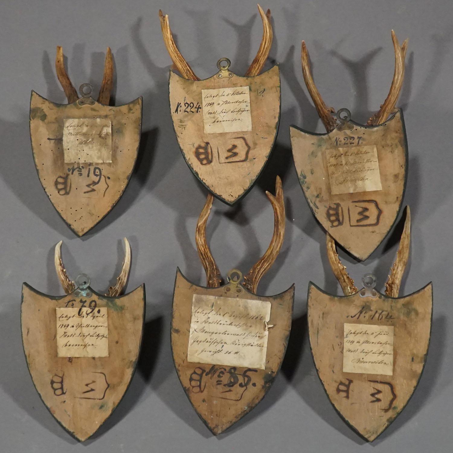 Six Large Antique Deer Trophies on Wooden Carved Plaques, circa 1860 In Good Condition In Berghuelen, DE