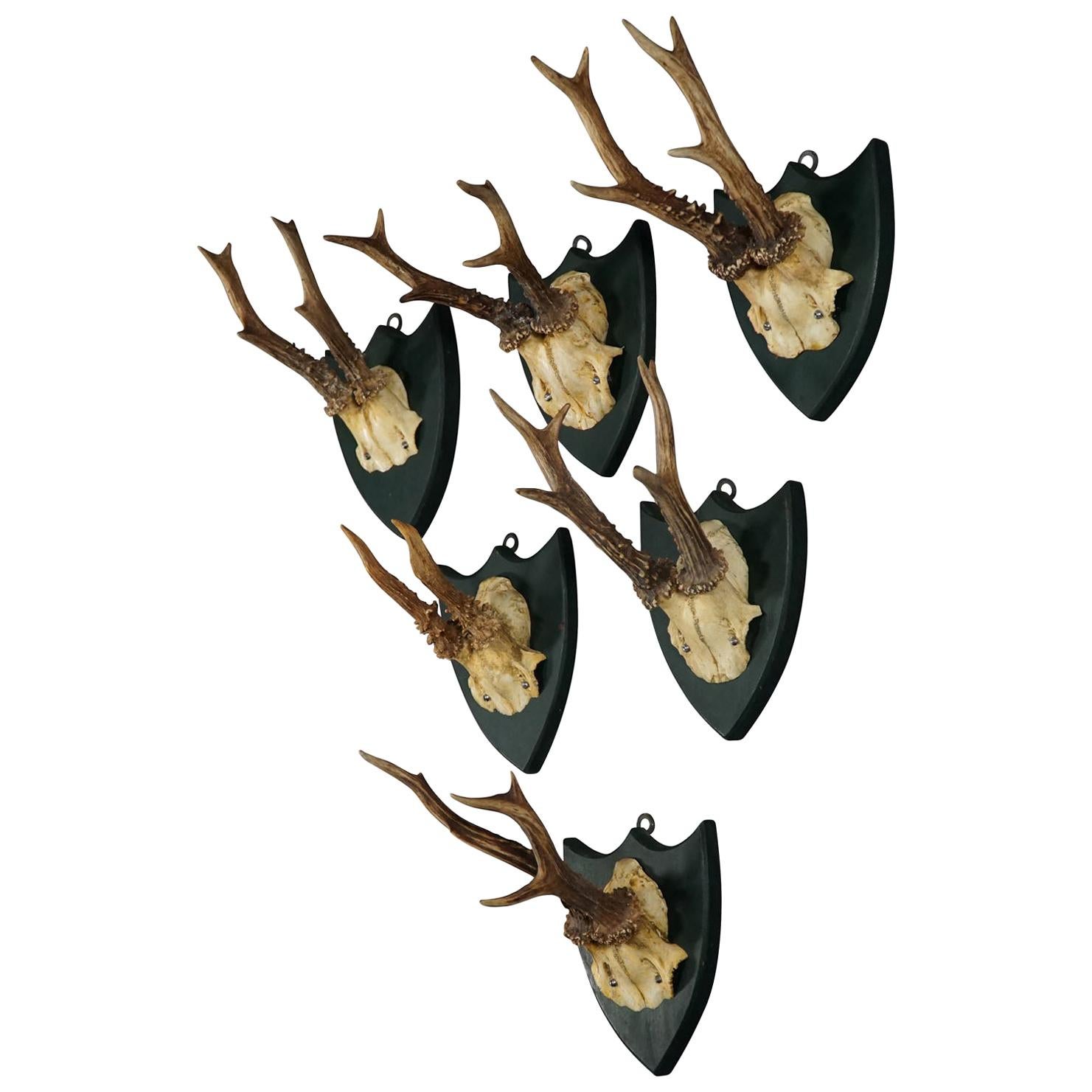 Six Large Antique Deer Trophies on Wooden Carved Plaques, circa 1860