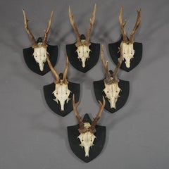 Six Large Antique Deer Trophies on Wooden Carved Plaques, circa 1870
