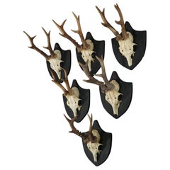 Six Large Antique Deer Trophies on Wooden Carved Plaques, circa 1870