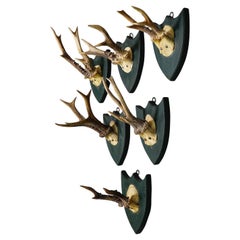 Six Large Antique Deer Trophies on Wooden Plaques, ca. 1860s