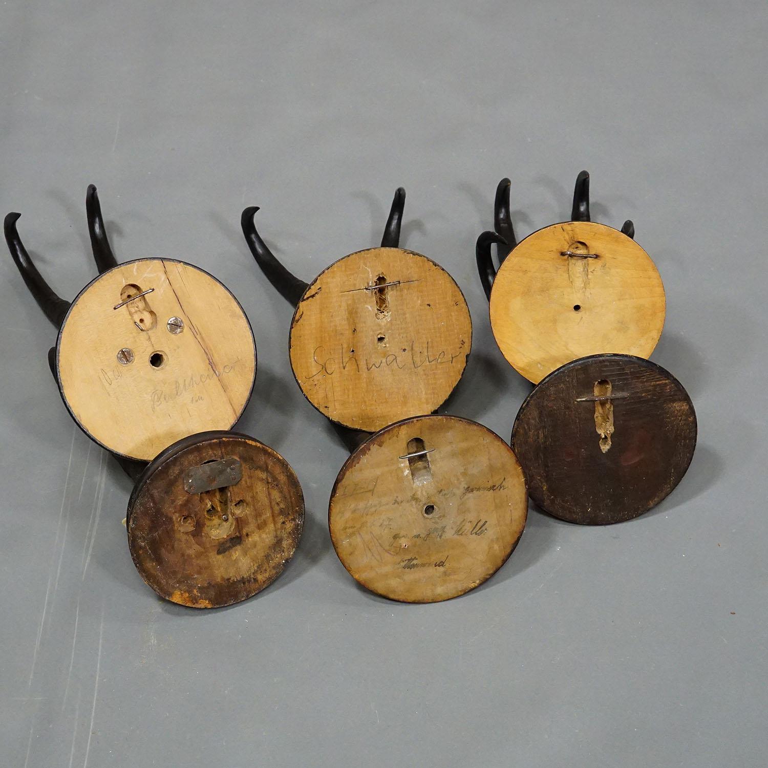 20ième siècle Six grandes trophées Chamois sur plaques de bois Allemagne vers 1900 en vente