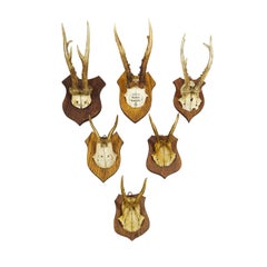 Six Large Roe Deer Trophies on Carved Plaques Germany 19.Century