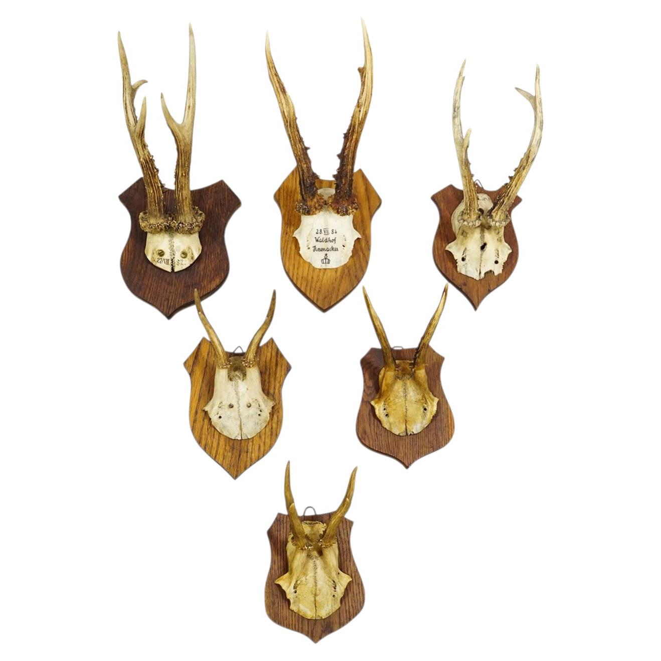 Six Large Roe Deer Trophies on Carved Plaques Germany 19.Century For Sale