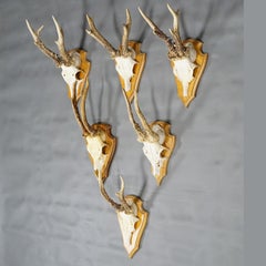 Six Large Roe Deer Trophies on Carved Plaques Germany Late 20. Century Item e715