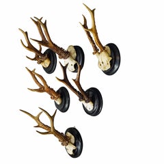 Six Large Roe Deer Trophies on Turned Plaques Germany ca. 1900s