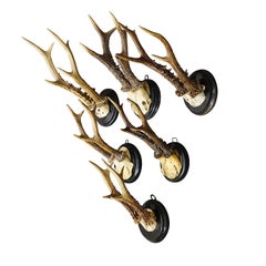 Six Large Roe Deer Trophies on Turned Plaques Germany ca. 1900s