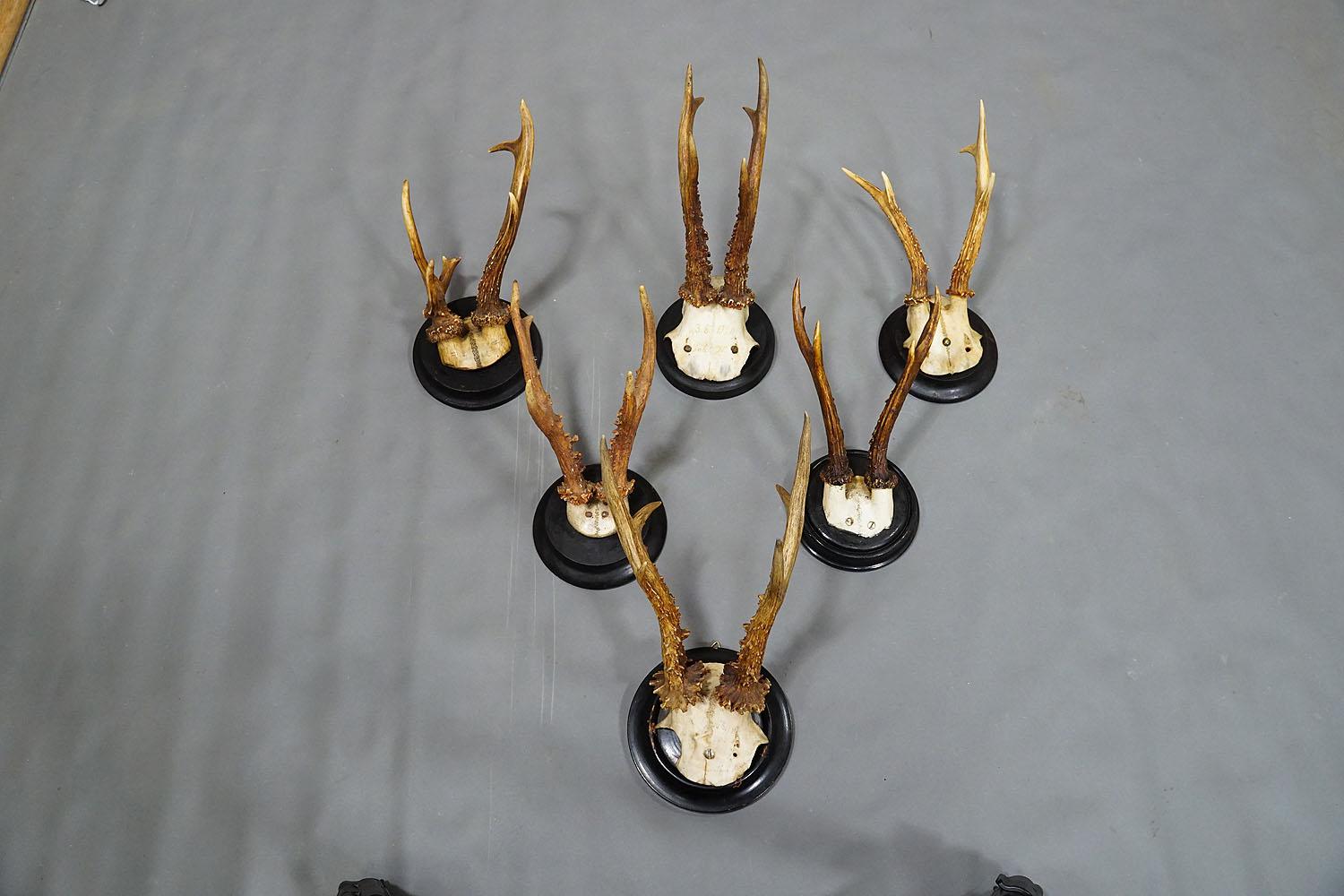 Allemand Six grandes trophées de cerfs enroulés sur plaques tournées Allemagne vers 1900 en vente