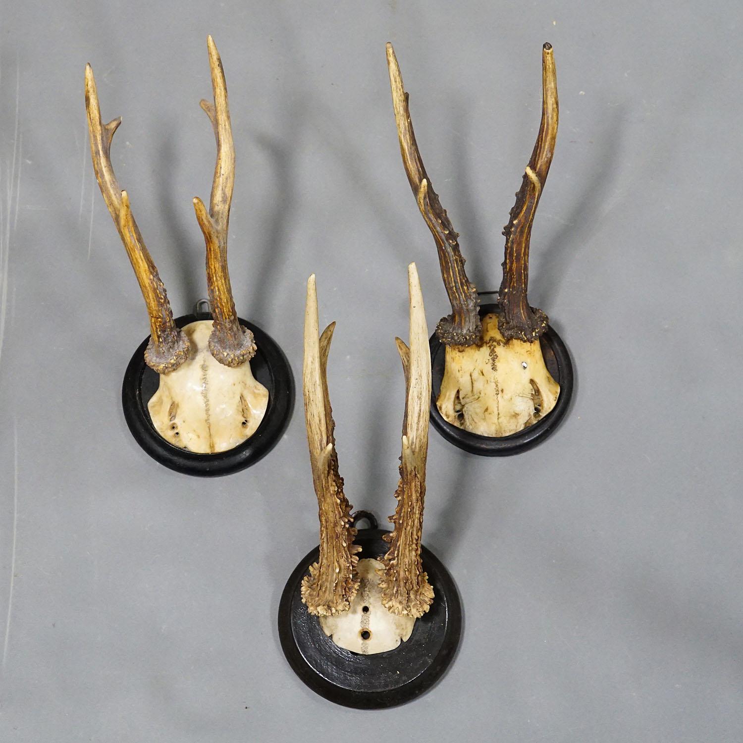 Six Large Roe Deer Trophies on Turned Plaques Germany ca. 1900s In Good Condition For Sale In Berghuelen, DE
