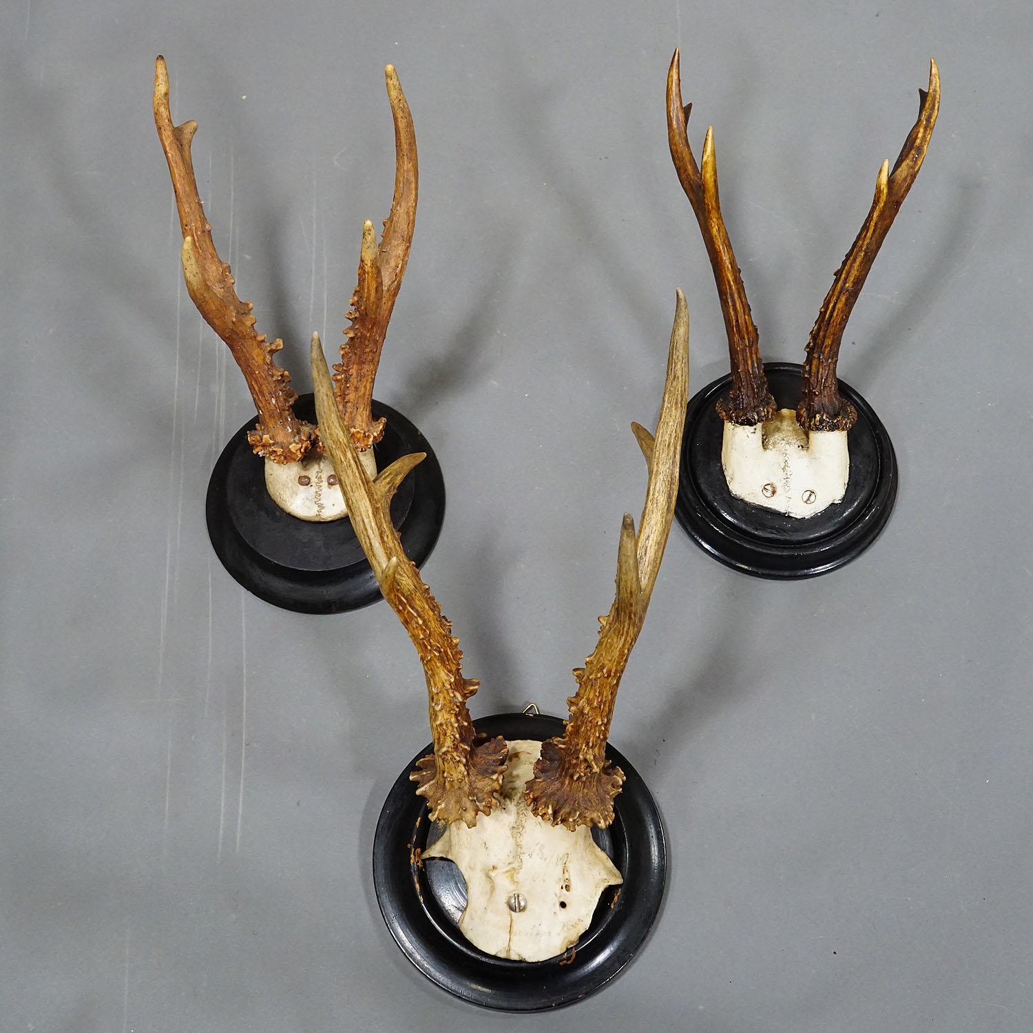 20th Century Six Large Roe Deer Trophies on Turned Plaques Germany ca. 1900s For Sale