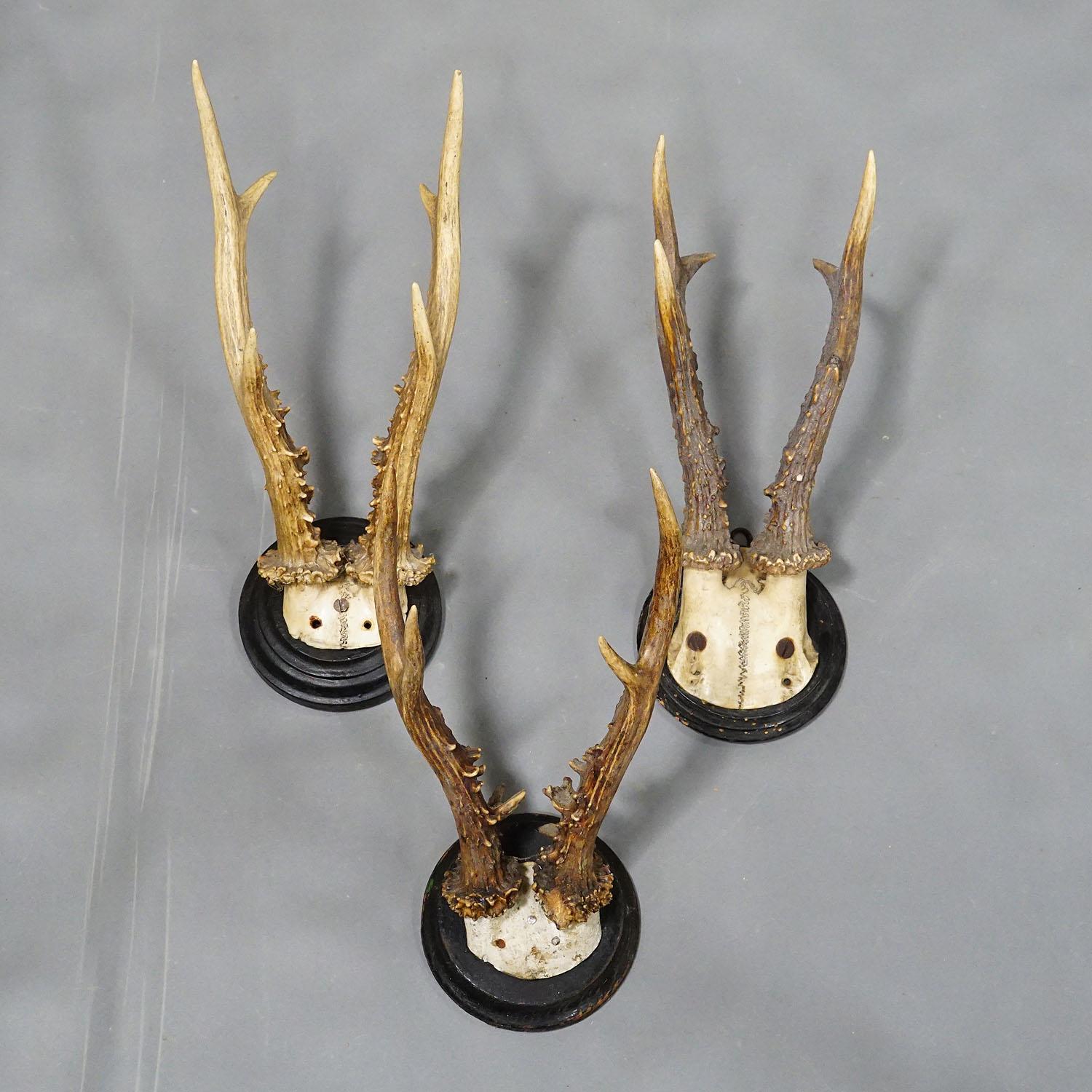 20th Century Six Large Roe Deer Trophies on Turned Plaques Germany ca. 1900s For Sale