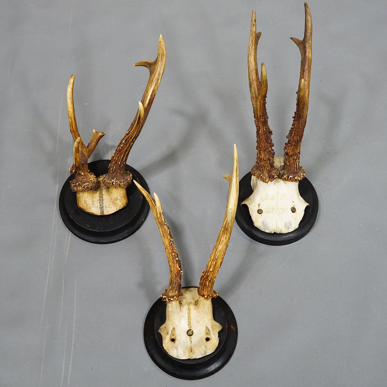 Wood Six Large Roe Deer Trophies on Turned Plaques Germany ca. 1900s For Sale