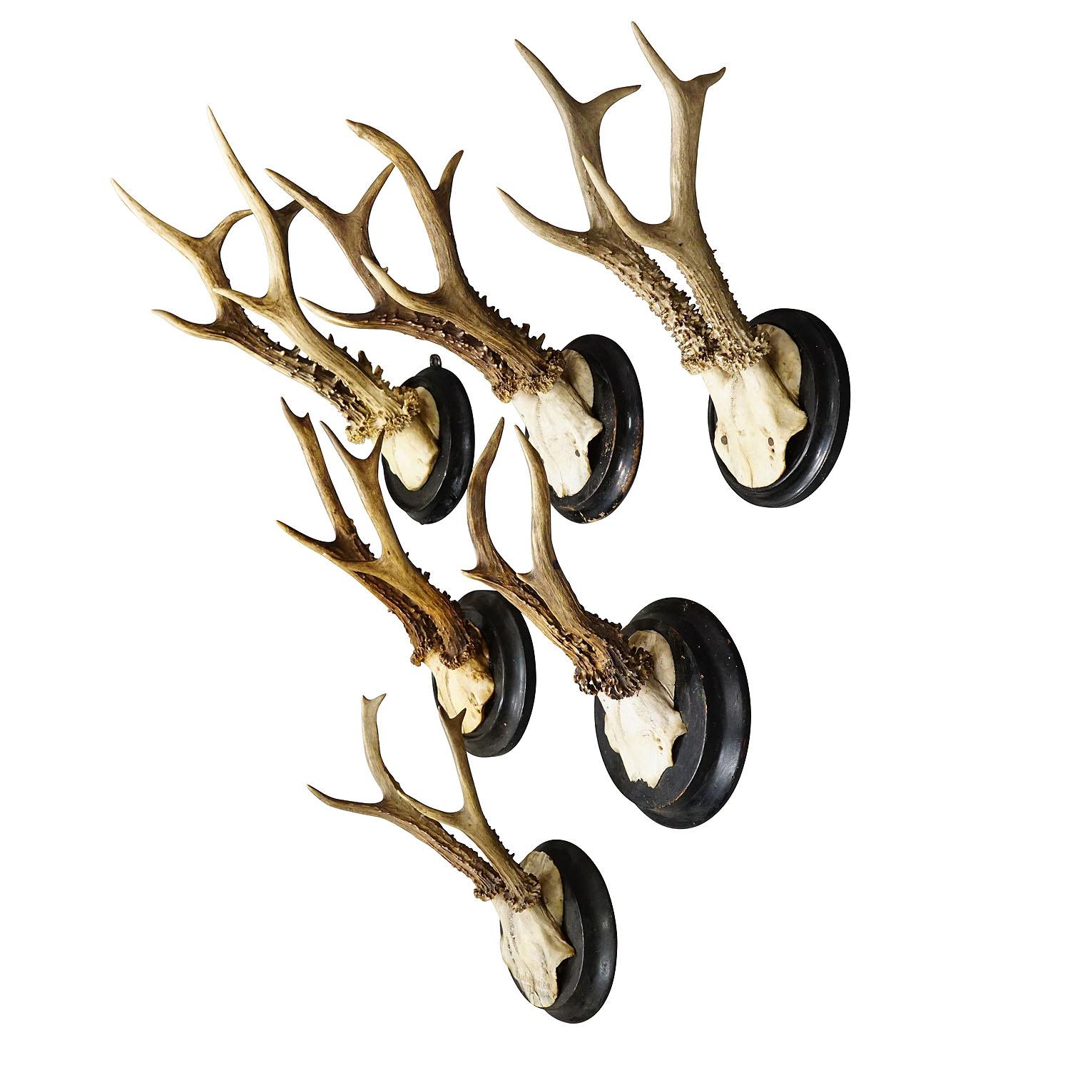 Six Large Roe Deer Trophies on Turned Plaques Germany Early 20. Century

A set of six large Black Forest roe deer (Capreolus capreolus) trophies mounted on turned wooden plaques. The trophies were shot in Germany in the early 20th century. One