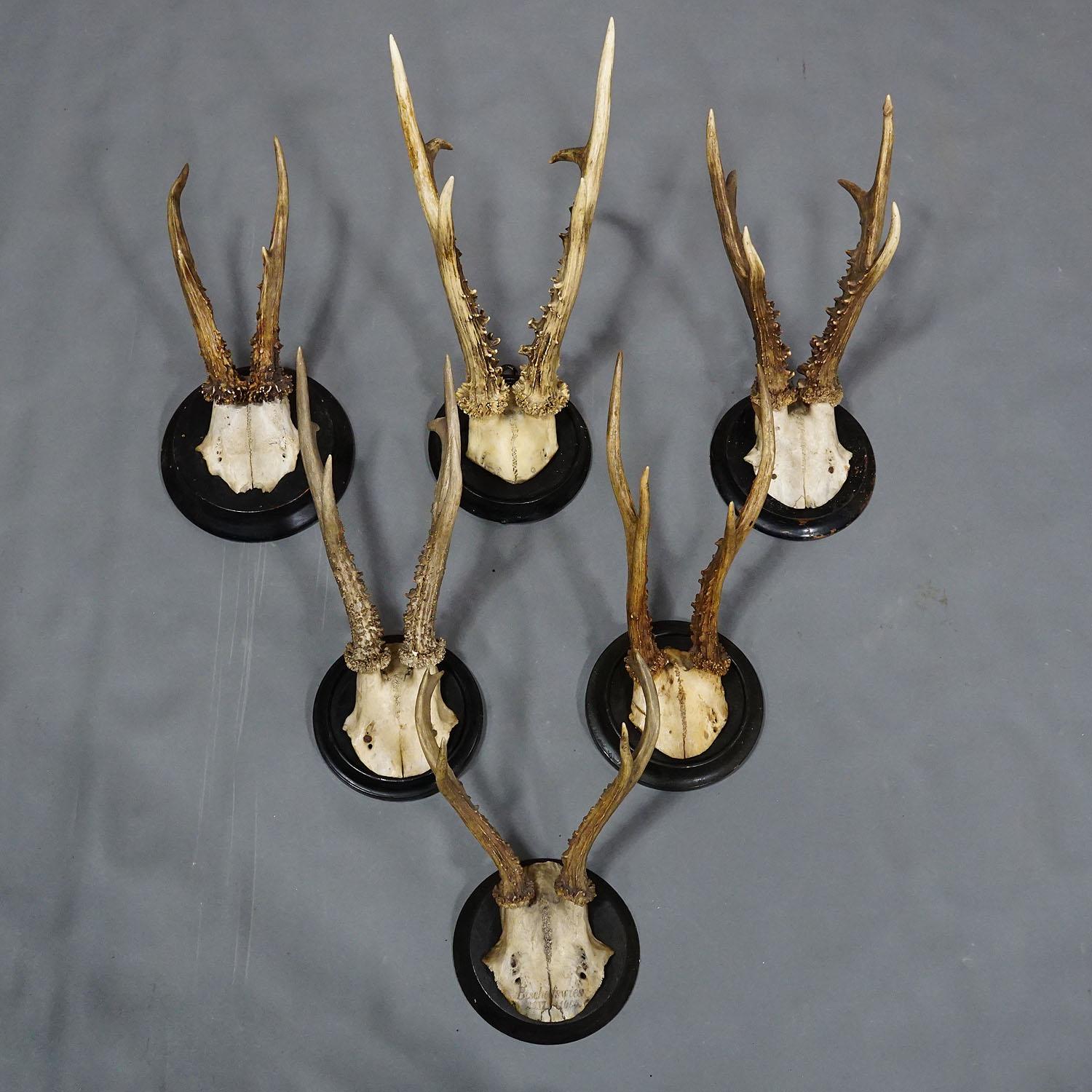 Six Large Roe Deer Trophies on Turned Plaques Germany Early 20. Century In Good Condition For Sale In Berghuelen, DE