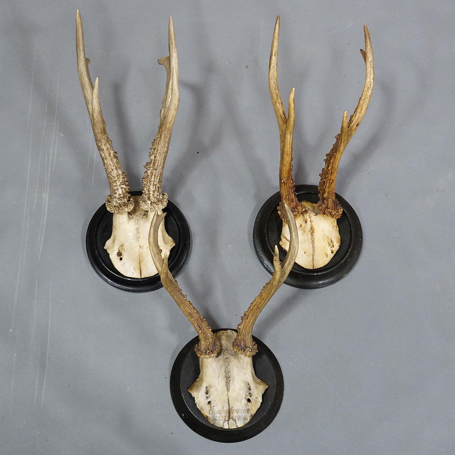 20th Century Six Large Roe Deer Trophies on Turned Plaques Germany Early 20. Century For Sale