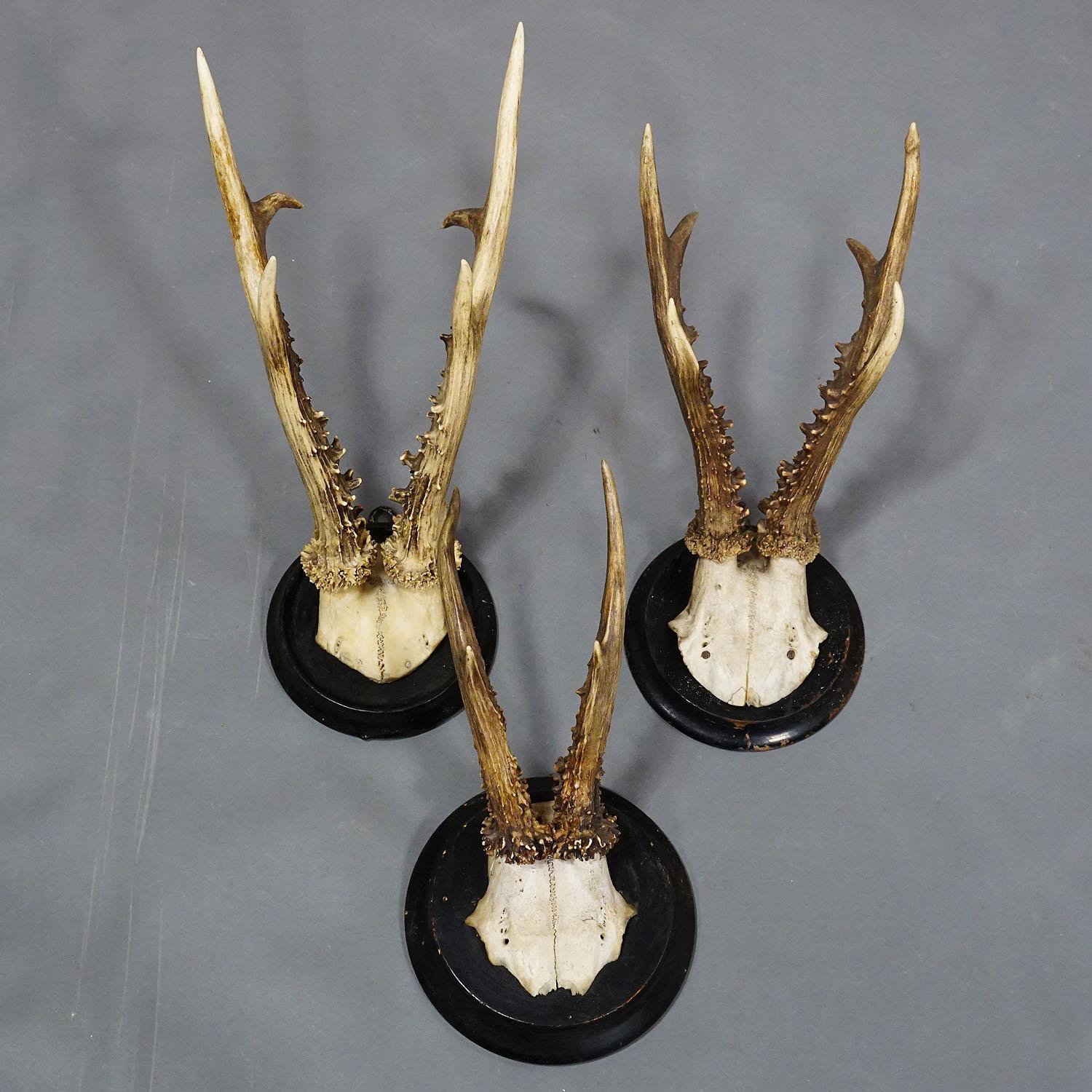 Wood Six Large Roe Deer Trophies on Turned Plaques Germany Early 20. Century For Sale
