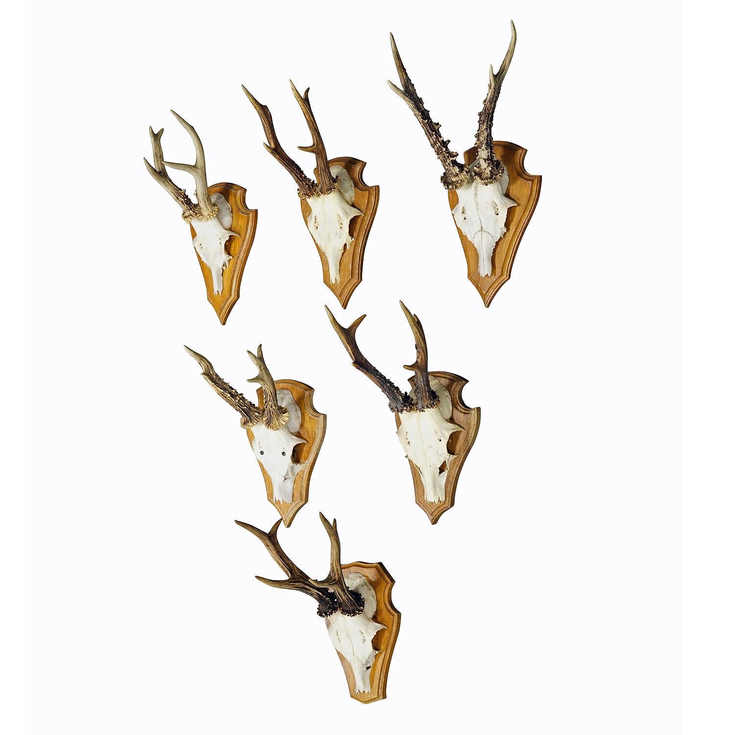 Six Large Roe Deer Trophies on Wooden Plaques Germany Late 20. Century

A set of six large Black Forest roe deer (Capreolus capreolus) trophies mounted on wooden plaques. The trophies were shot in Germany in the late 20th century. A great addition