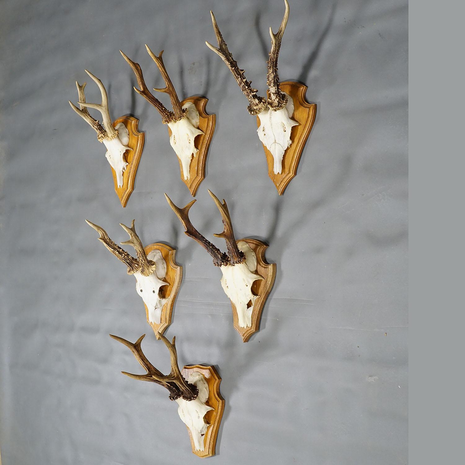 Rustic Six Large Roe Deer Trophies on Wooden Plaques Germany Late 20. Century For Sale