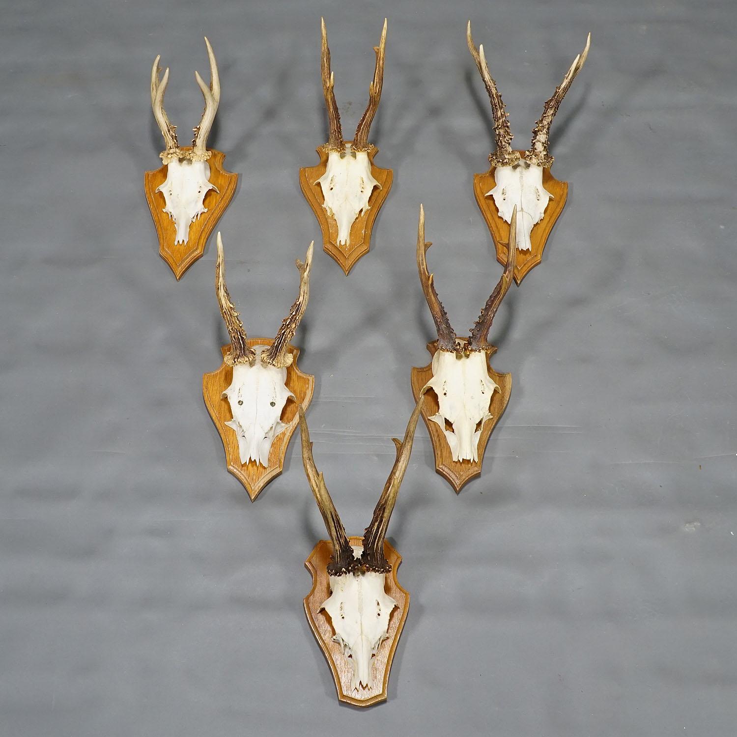 Turned Six Large Roe Deer Trophies on Wooden Plaques Germany Late 20. Century For Sale