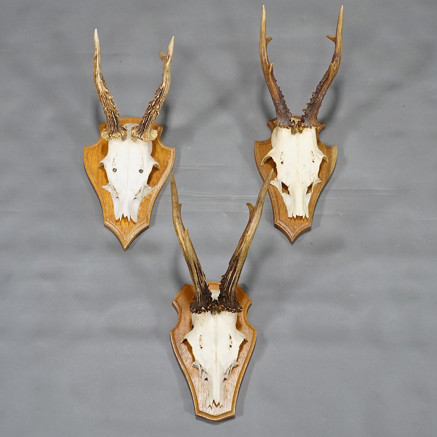 Six Large Roe Deer Trophies on Wooden Plaques Germany Late 20. Century In Good Condition For Sale In Berghuelen, DE