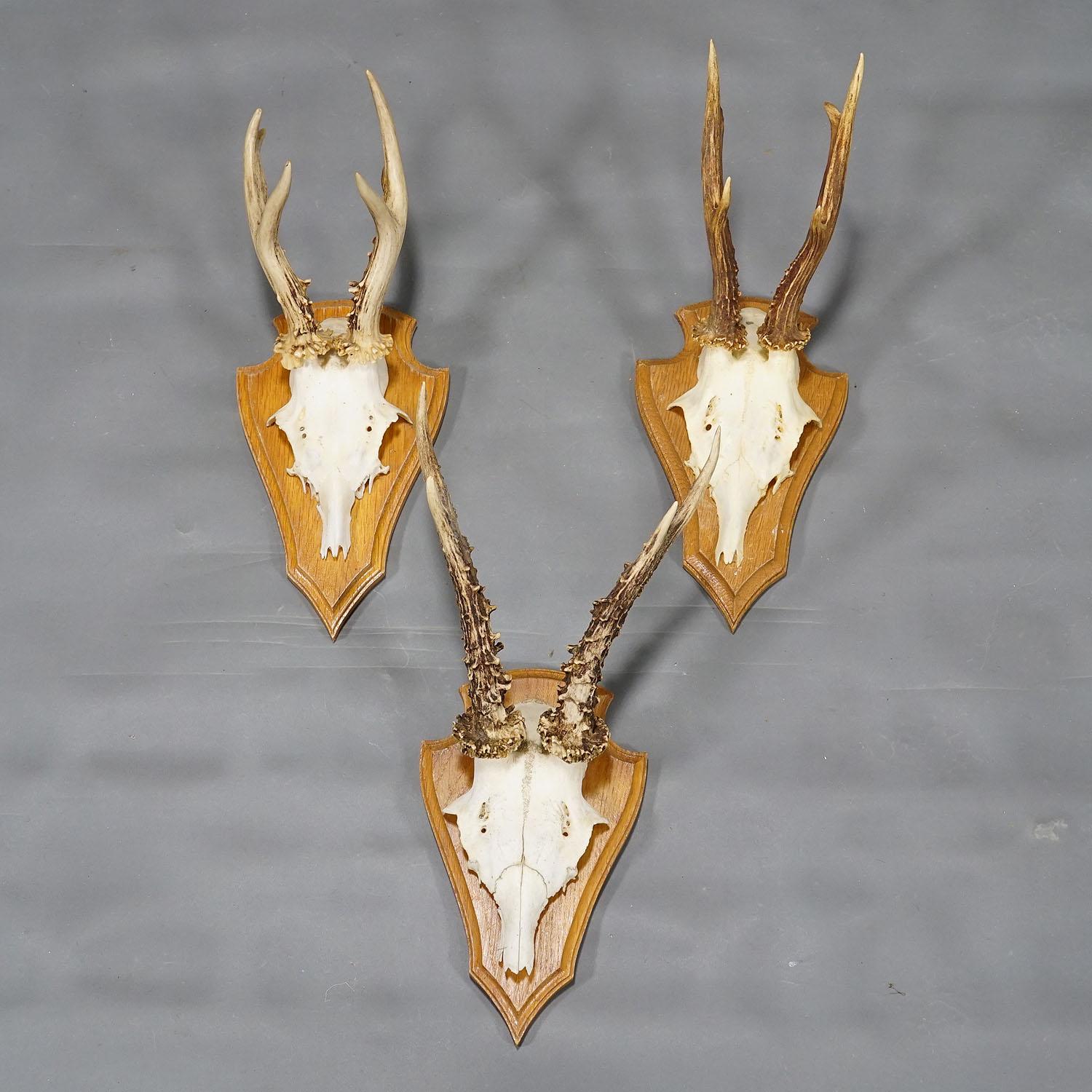 20th Century Six Large Roe Deer Trophies on Wooden Plaques Germany Late 20. Century For Sale