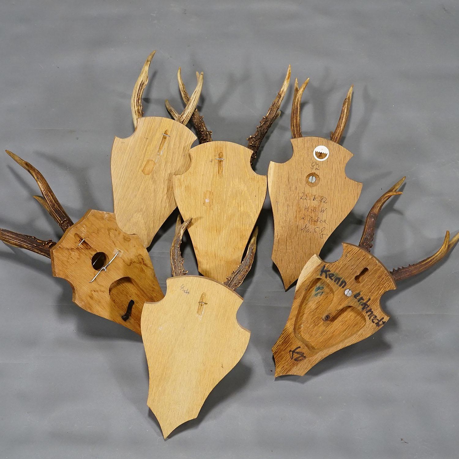 Antler Six Large Roe Deer Trophies on Wooden Plaques Germany Late 20. Century For Sale