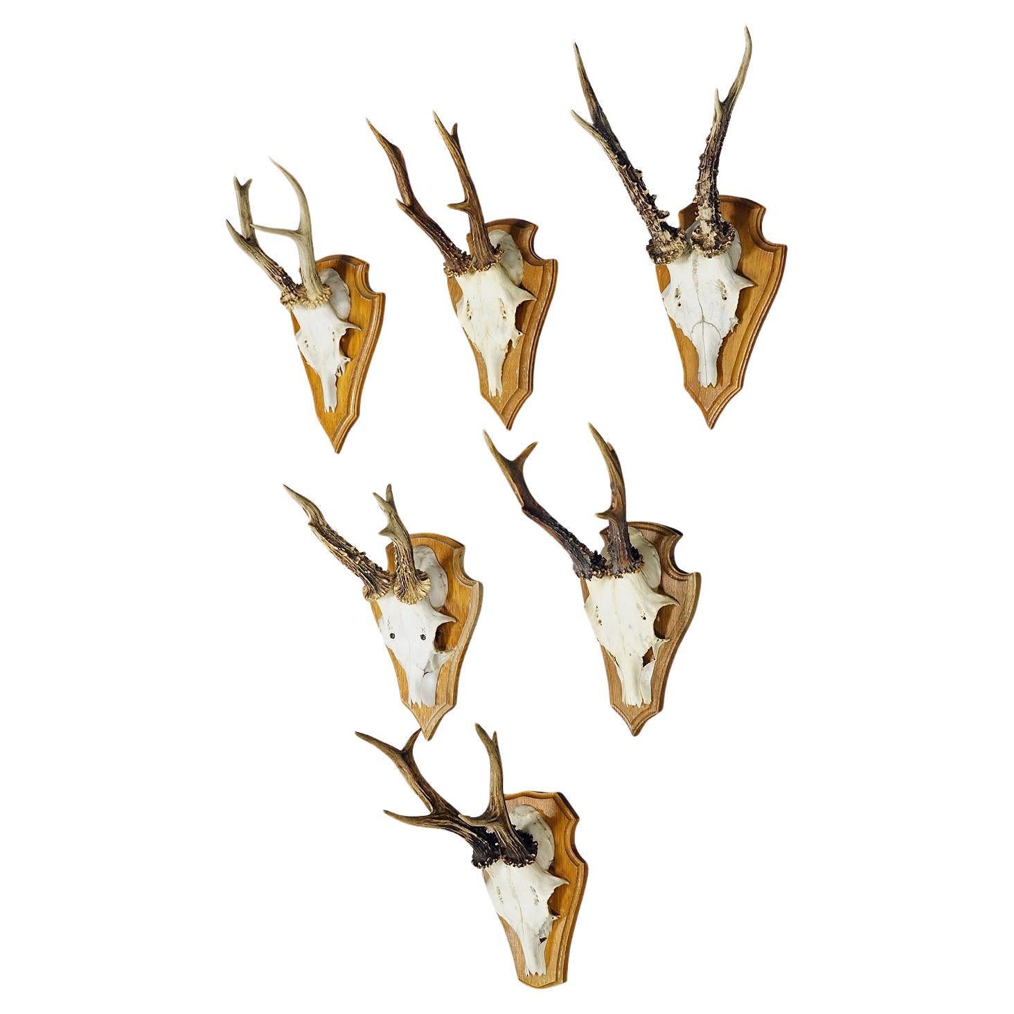 Six Large Roe Deer Trophies on Wooden Plaques Germany Late 20. Century For Sale