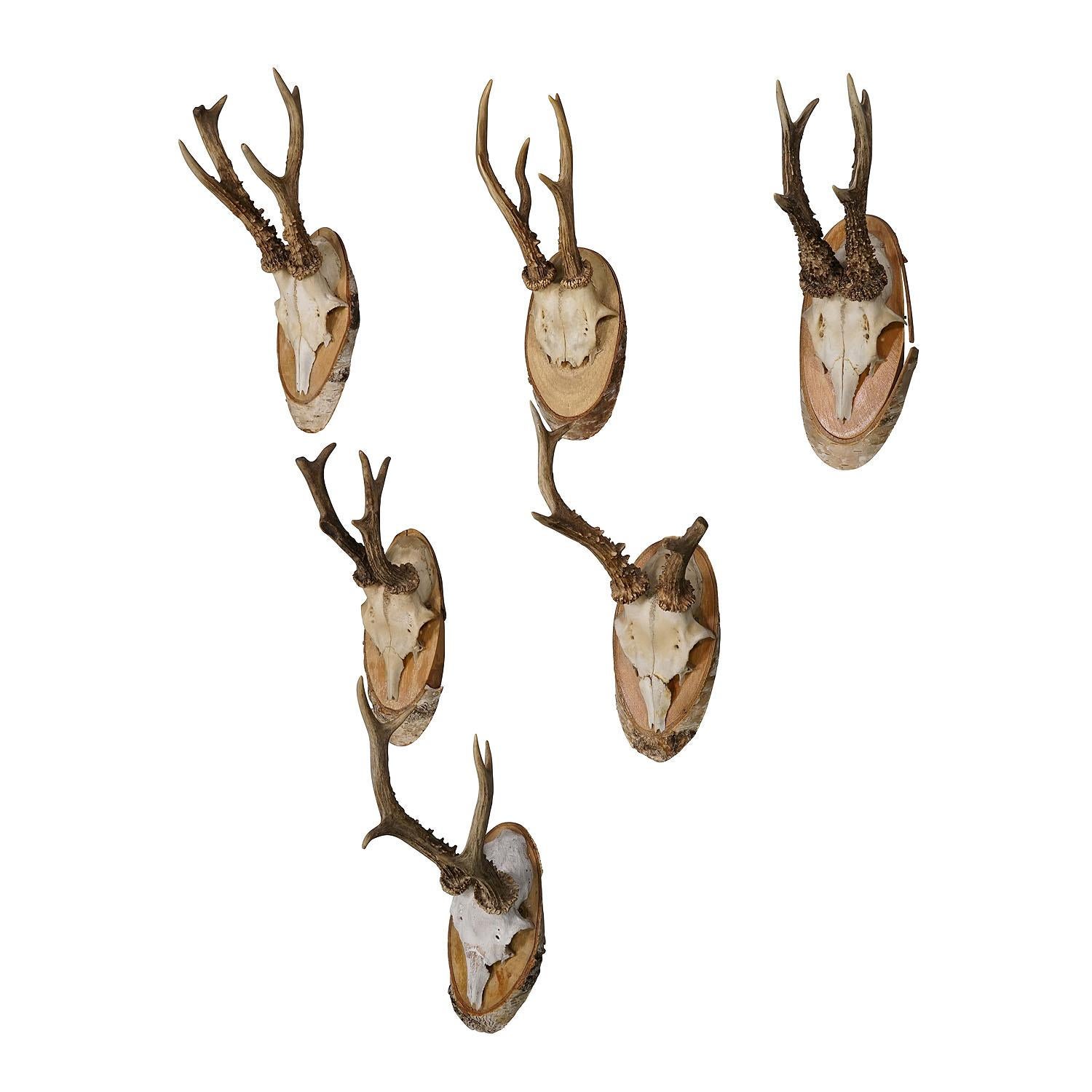 Six large vintage deer trophies on birch wood plaques Germany ca. 1950s.

A set of six large Black Forest deer (Capreolus capreolus) trophies mounted on birch wood plaques. The trophies were shot in Germany around the 1950s. A great addition to