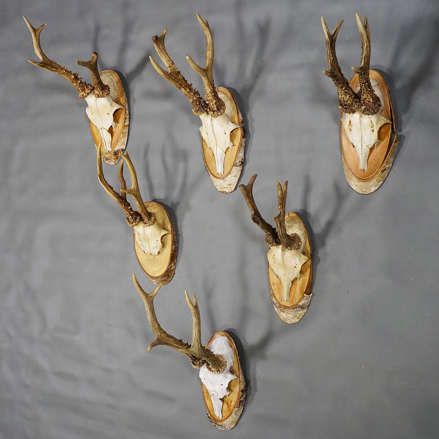 Rustic Six Large Vintage Deer Trophies on Birch Wood Plaques, Germany, Ca. 1950s For Sale