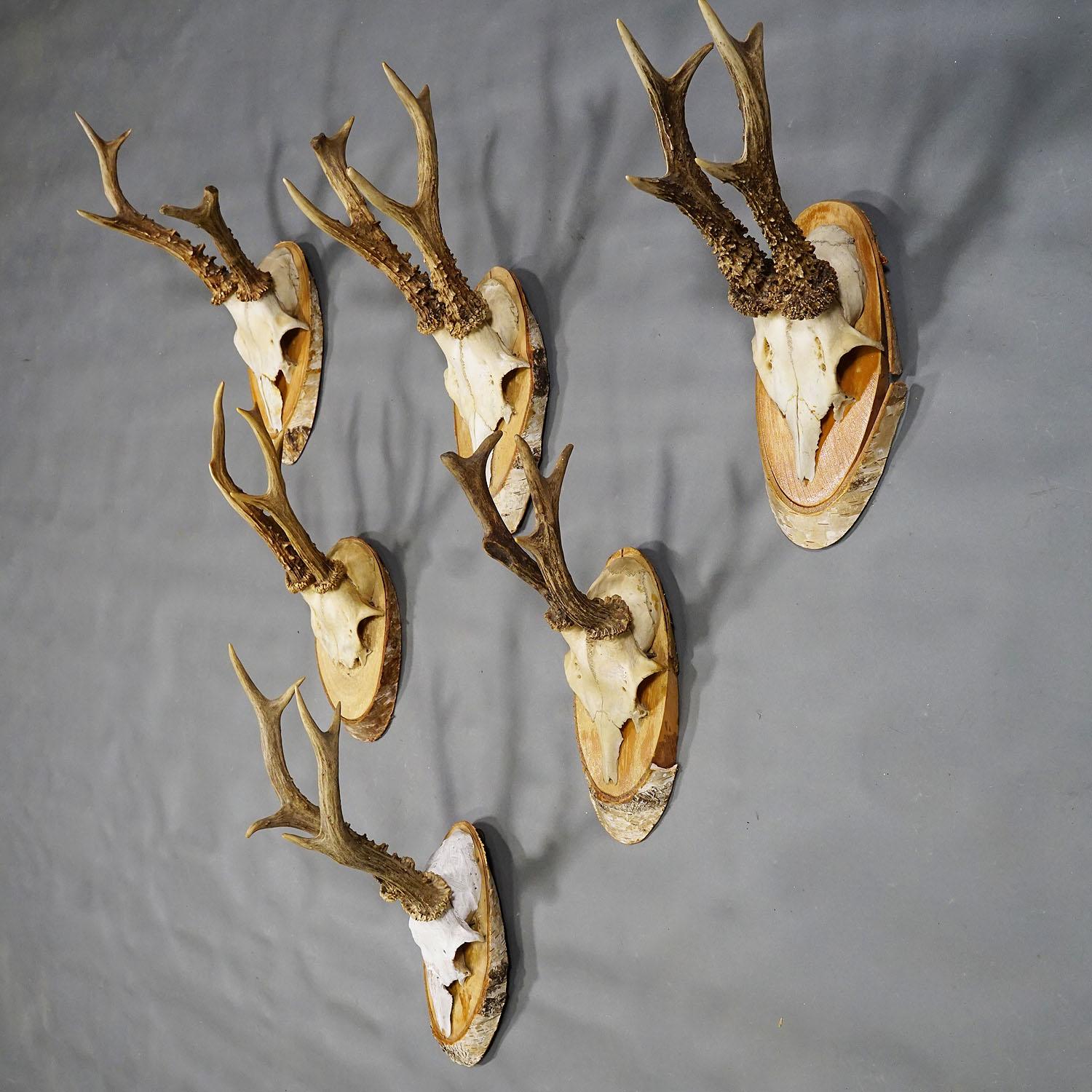 Six Large Vintage Deer Trophies on Birch Wood Plaques, Germany, Ca. 1950s In Good Condition For Sale In Berghuelen, DE