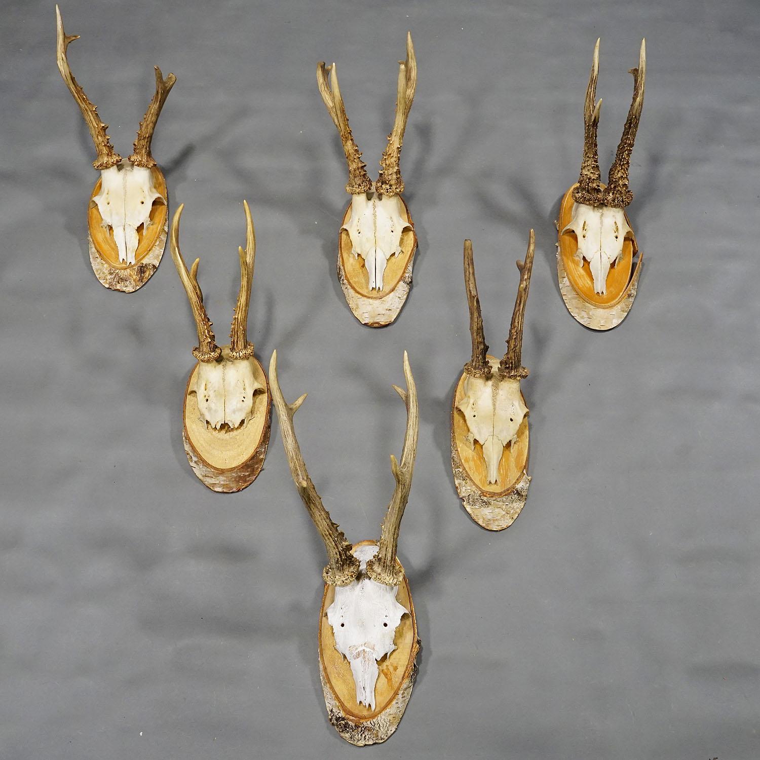 20th Century Six Large Vintage Deer Trophies on Birch Wood Plaques, Germany, Ca. 1950s For Sale