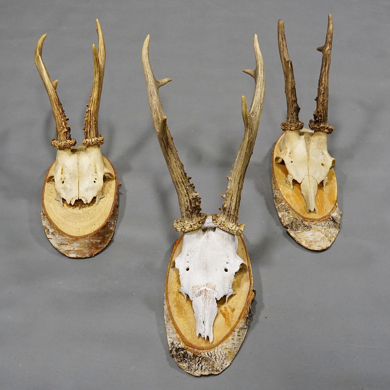 Antler Six Large Vintage Deer Trophies on Birch Wood Plaques, Germany, Ca. 1950s For Sale