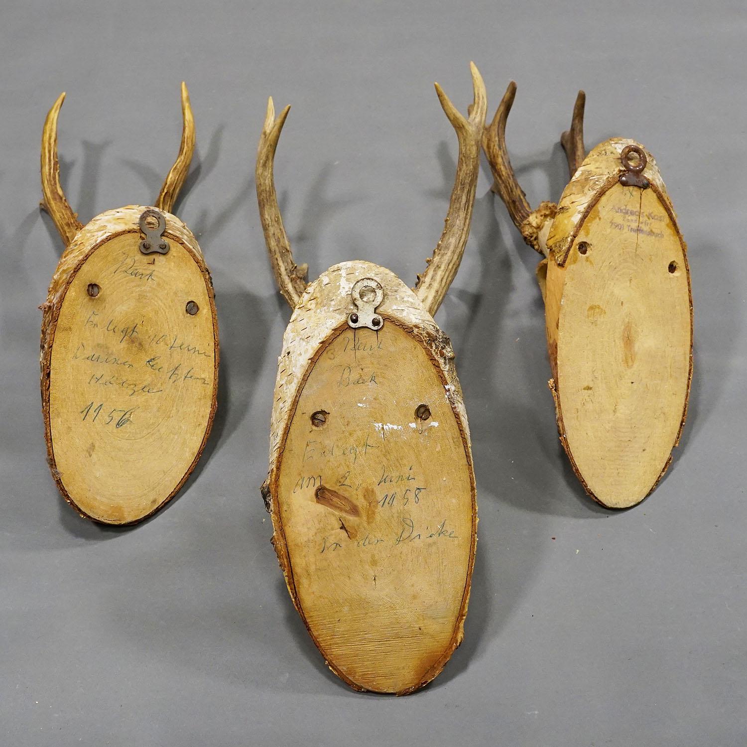 Six Large Vintage Deer Trophies on Birch Wood Plaques, Germany, Ca. 1950s For Sale 1