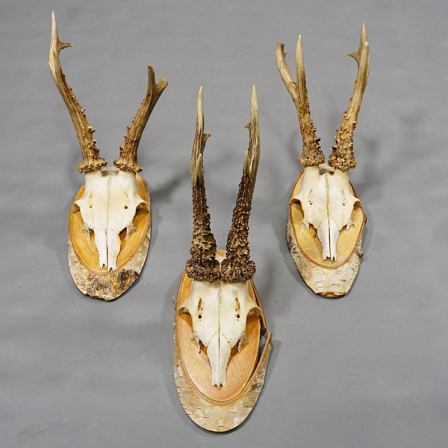 Six Large Vintage Deer Trophies on Birch Wood Plaques, Germany, Ca. 1950s For Sale 2