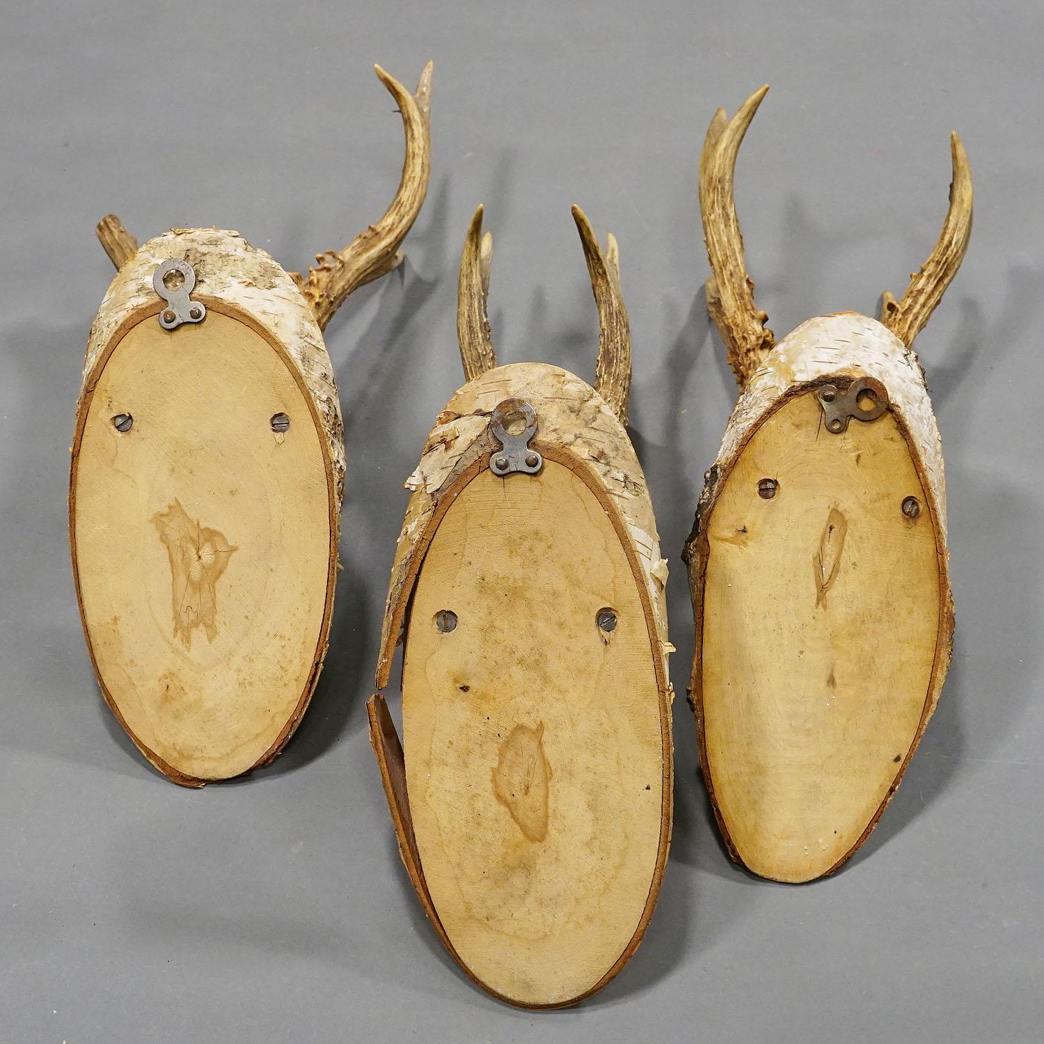 Six Large Vintage Deer Trophies on Birch Wood Plaques, Germany, Ca. 1950s For Sale 3