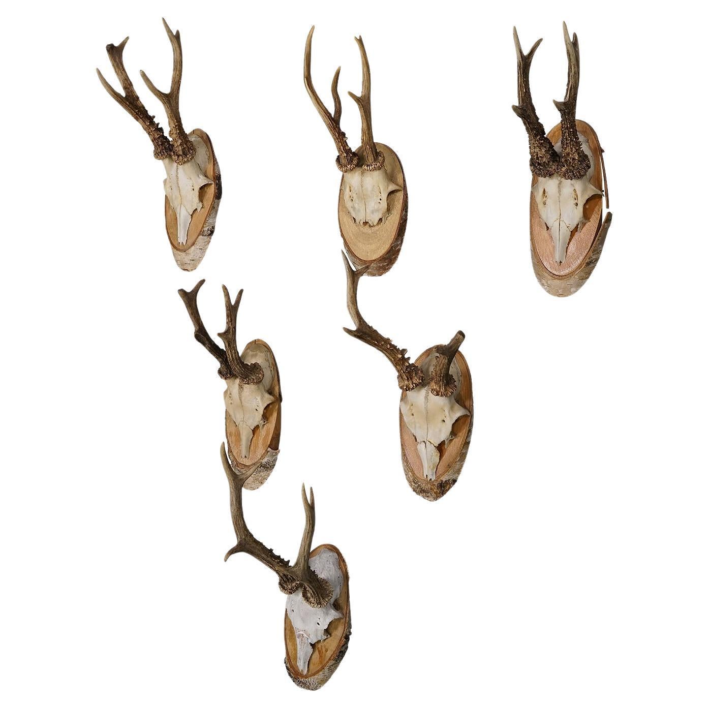 Six Large Vintage Deer Trophies on Birch Wood Plaques, Germany, Ca. 1950s For Sale