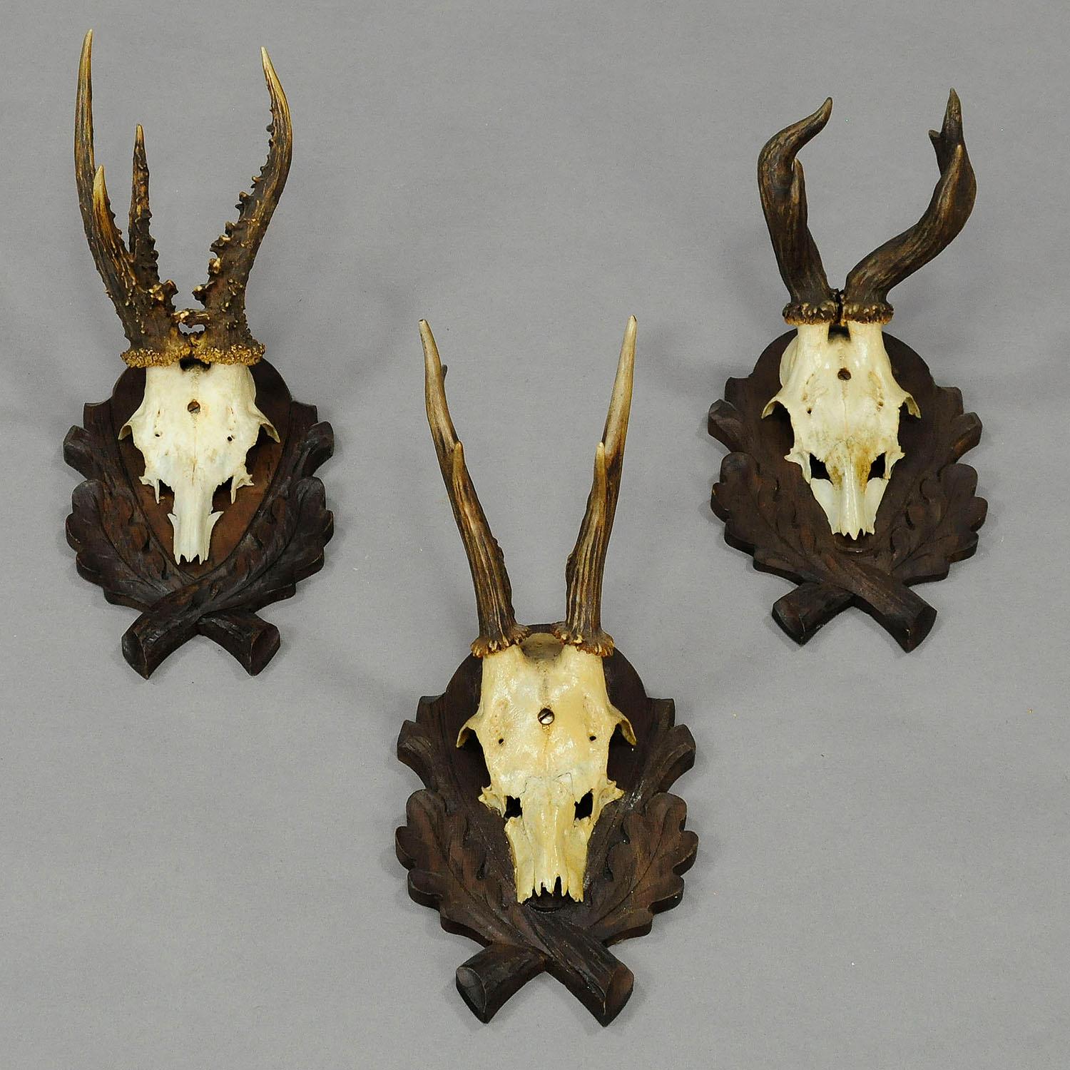 A set of six vintage black forest deer trophies on wooden carved plaques. paper labels on the back with handwritten inscriptions: trophy details, date, place of the hunt and the hunter, Germany, 1950s.

Measures: Width 6.3