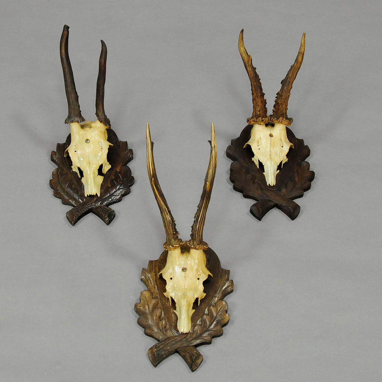 Rustic Six Large Vintage Deer Trophies on Wooden Carved Plaques