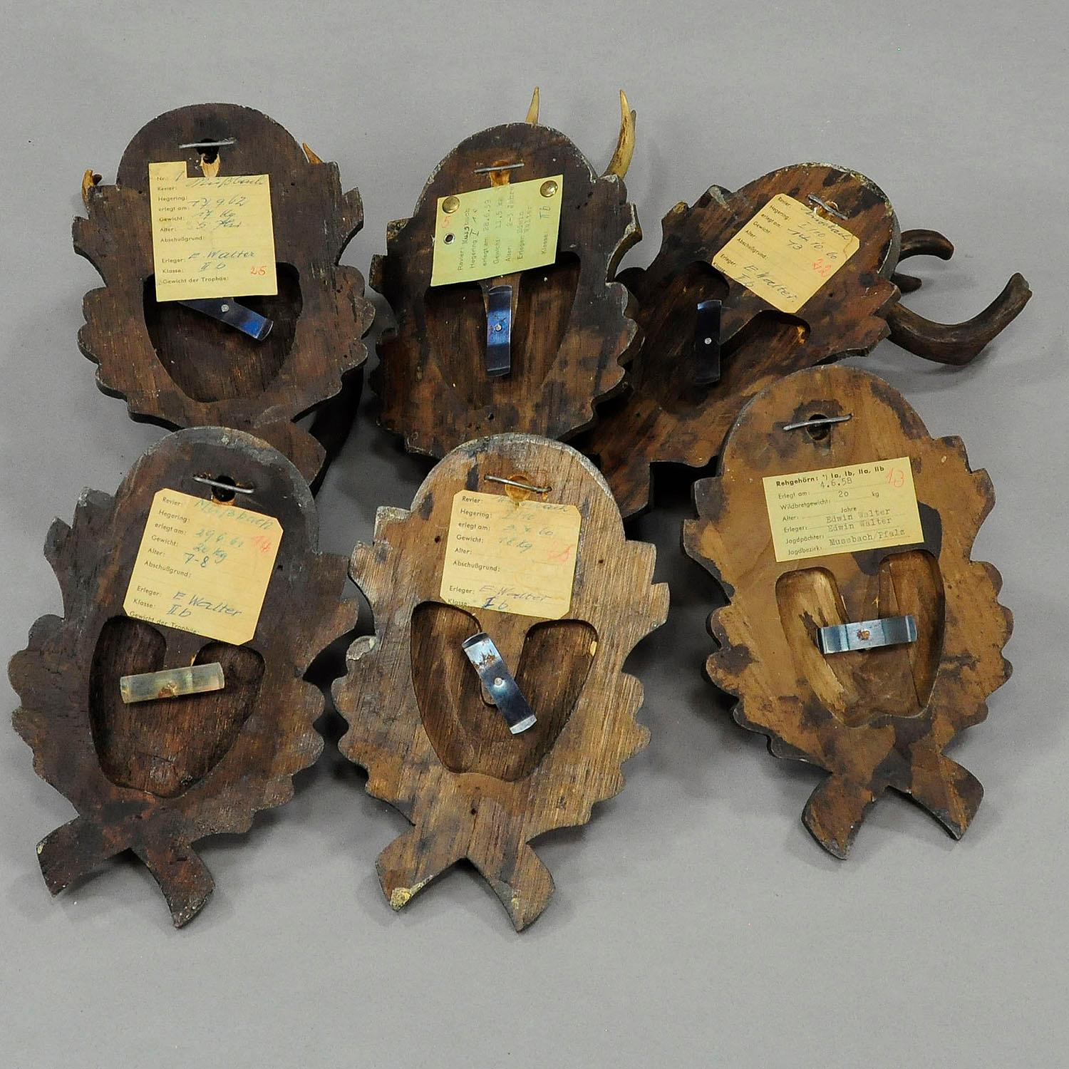 German Six Large Vintage Deer Trophies on Wooden Carved Plaques