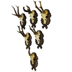 Six Large Vintage Deer Trophies on Wooden Carved Plaques
